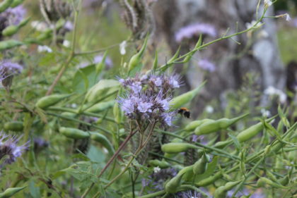 Umwelt Biene im Wildblumenfeld Neufirrel